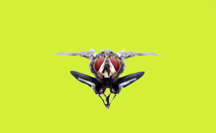 Une mouche en plein vol, vue de face
